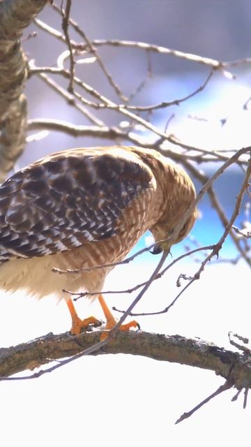 Hawk eats goldfinch смотреть онлайн
