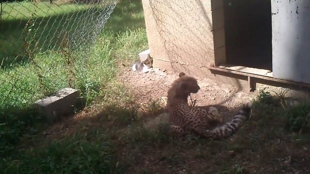 Cheetah cub and Cat смотреть онлайн