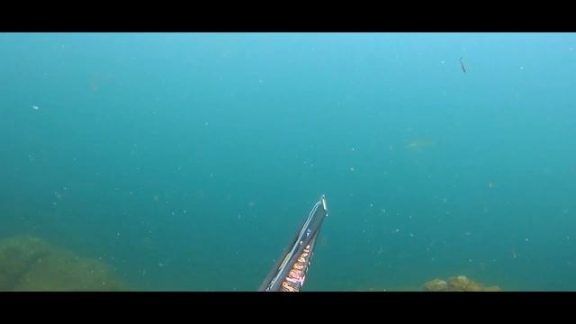 Cinematic spearfishing - Sinema tadında Zıpkınla balık avları Levrek sarpa karagöz kalkan pisi kikl смотреть онлайн