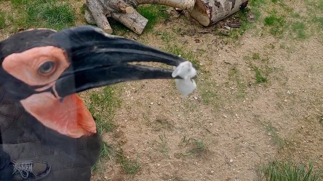 Хвастунишка смотреть онлайн