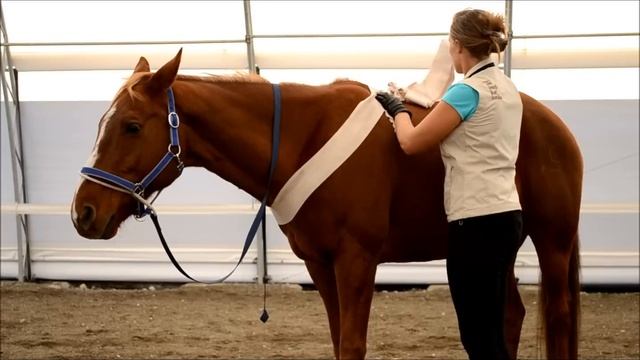 Tellington TTouch® Body Wrap for Horses: the Figure Eight смотреть онлайн