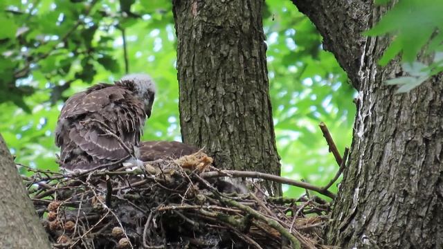 Buteo buteo смотреть онлайн