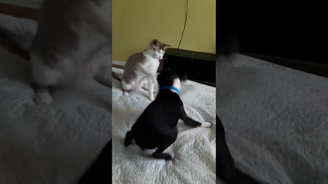 Дружба собаки и кота, Джокер и Кокос играют) Собака играет с котом. смотреть онлайн