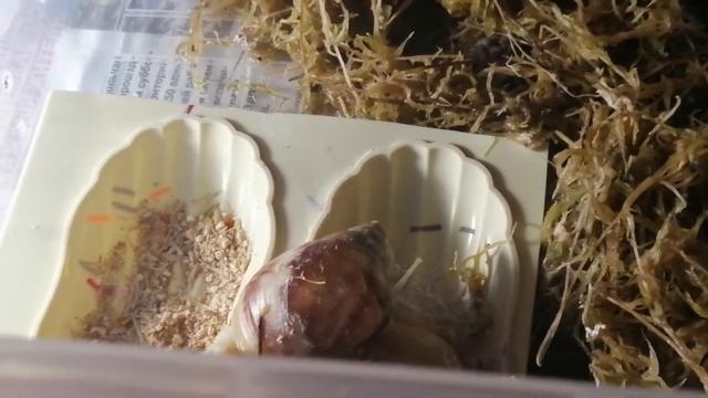 Вот так мы кушаем. смотреть онлайн