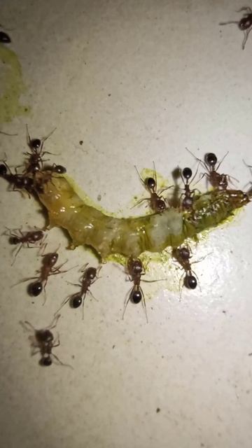 🐜Black Ants Eating a Green Insect🐛 смотреть онлайн