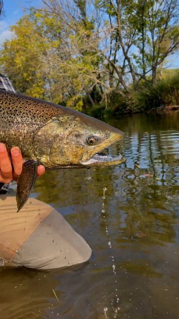 Giant Salmon And Trout In Small Stream#fishing #salmon #flyfishing смотреть онлайн