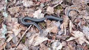 Обработка от змей на участке. Отпугивание змей в Подмосковье и Ленобласти 2024