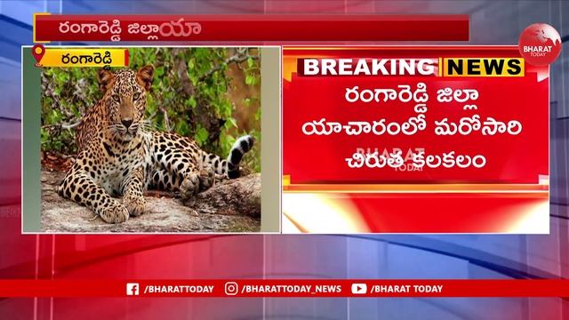రంగారెడ్డి జిల్లాలో చిరుత కలకలం | Leopard Spotted In Yacharam | Bharat Today смотреть онлайн