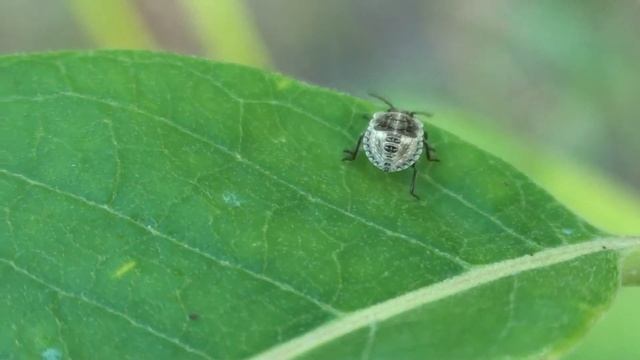 Stink Bug Nymph (Pentatomidae) on Leaf смотреть онлайн