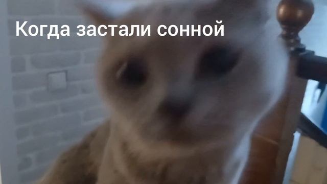 кошачий сон смотреть онлайн