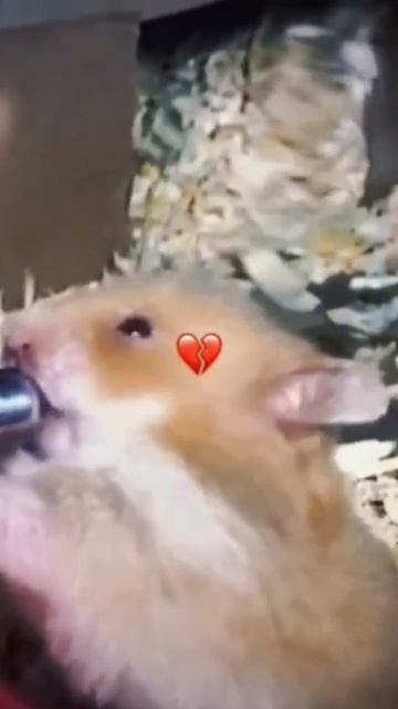 #мем хомяк и маленькая #железная труба #горошек смотреть онлайн