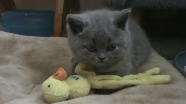 Penelopa Silvery Snow. Британская кошечка. Видео смотреть онлайн