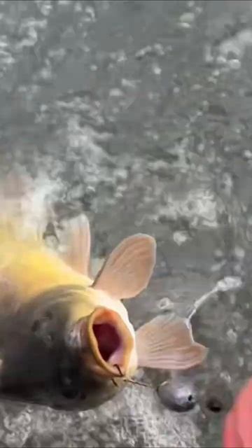 Карп или сазан - Carp - gopro рыбалка смотреть онлайн