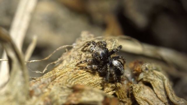 Saitis Jumping Spider Courtship Display смотреть онлайн