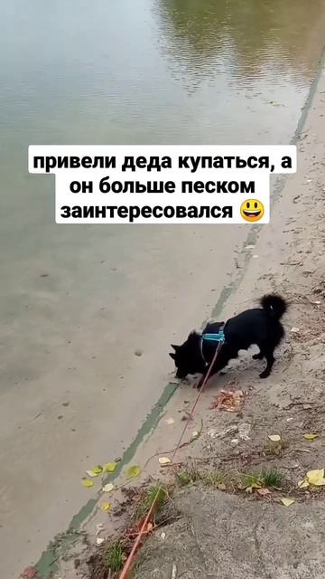 шипперке Люсик не оценил идею купания, но вот песок... 😏 #шипперке #бельгийскаяовчарка #блогособака смотреть онлайн