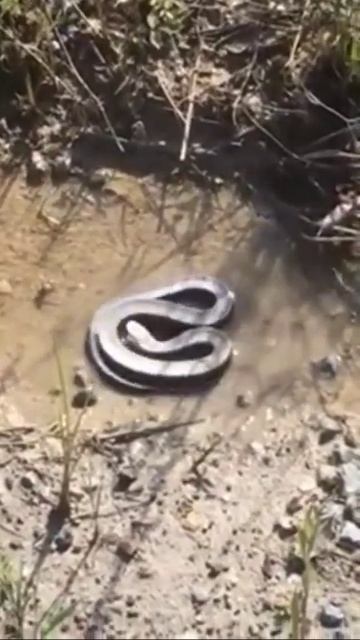 Eastern Hognose Snake going for an Oscar смотреть онлайн
