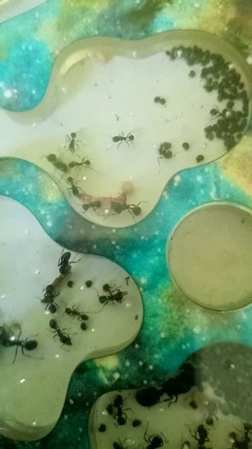 Муравьи и белковый корм! смотреть онлайн