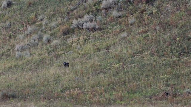Wolf Chases Coyotes as Bull Elk and Grizzly Stand by смотреть онлайн