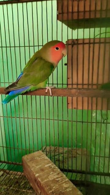Male or Female? Guess! #lovebird #birdslover #shorts #arwaaviary смотреть онлайн