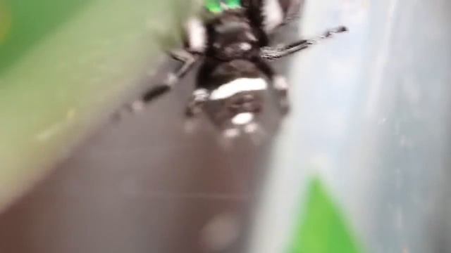 Male Phidippus regius messing about in his tank смотреть онлайн