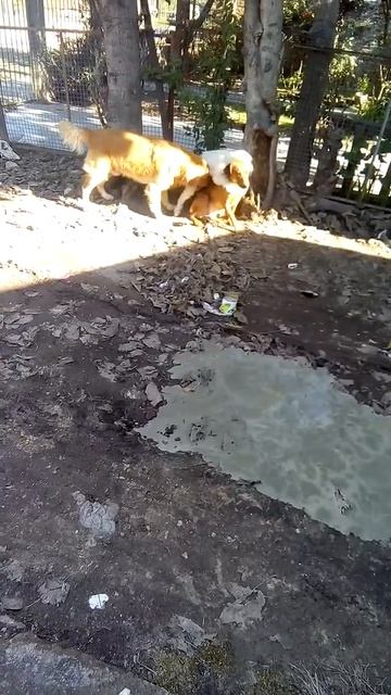 Perros XxX😂 смотреть онлайн