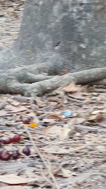 #Monkey and baby monkey eating grape fruit #Обезьянка и обезьянка едят грейпфрут смотреть онлайн