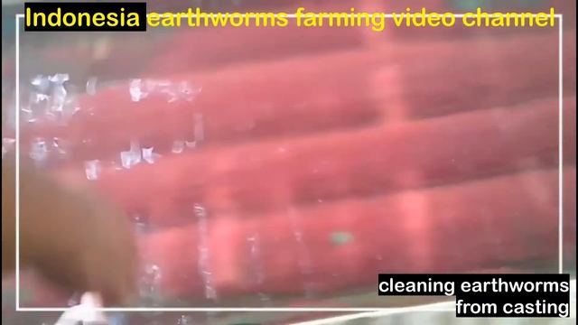 how to clean earthworms from casting before going to next process смотреть онлайн