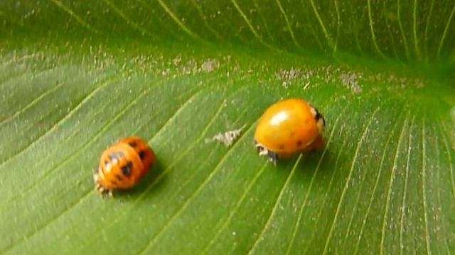 Catarinas (Coccinella septempunctata) de pupa a adulto #4 смотреть онлайн