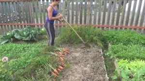 6 соток 7 сентября 2020 года. Убрали морковь. Новая грядка. Ем блины и говорю. Жжём смородину..