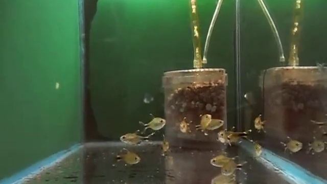 Hasemania Nana смотреть онлайн