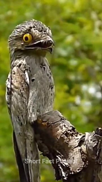 Potoo Bird #shortvideo #facts #birds смотреть онлайн