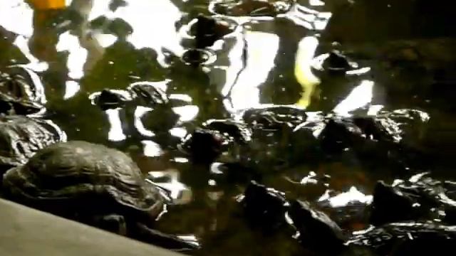 Trachemys scripta elegans in Zoo (Targu Mures) III смотреть онлайн