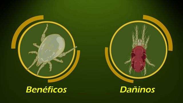 video control biológico смотреть онлайн