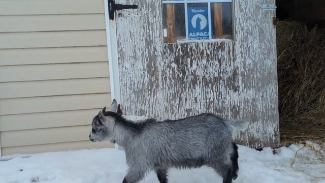 Enjoy Donkey cuddles, Alpaca smiles, goats cuteness & fun in the Snow on Kloud 9 Acres! смотреть онлайн