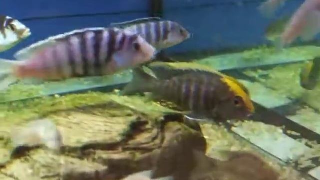 Aulonocara maylandi, Maylandi смотреть онлайн
