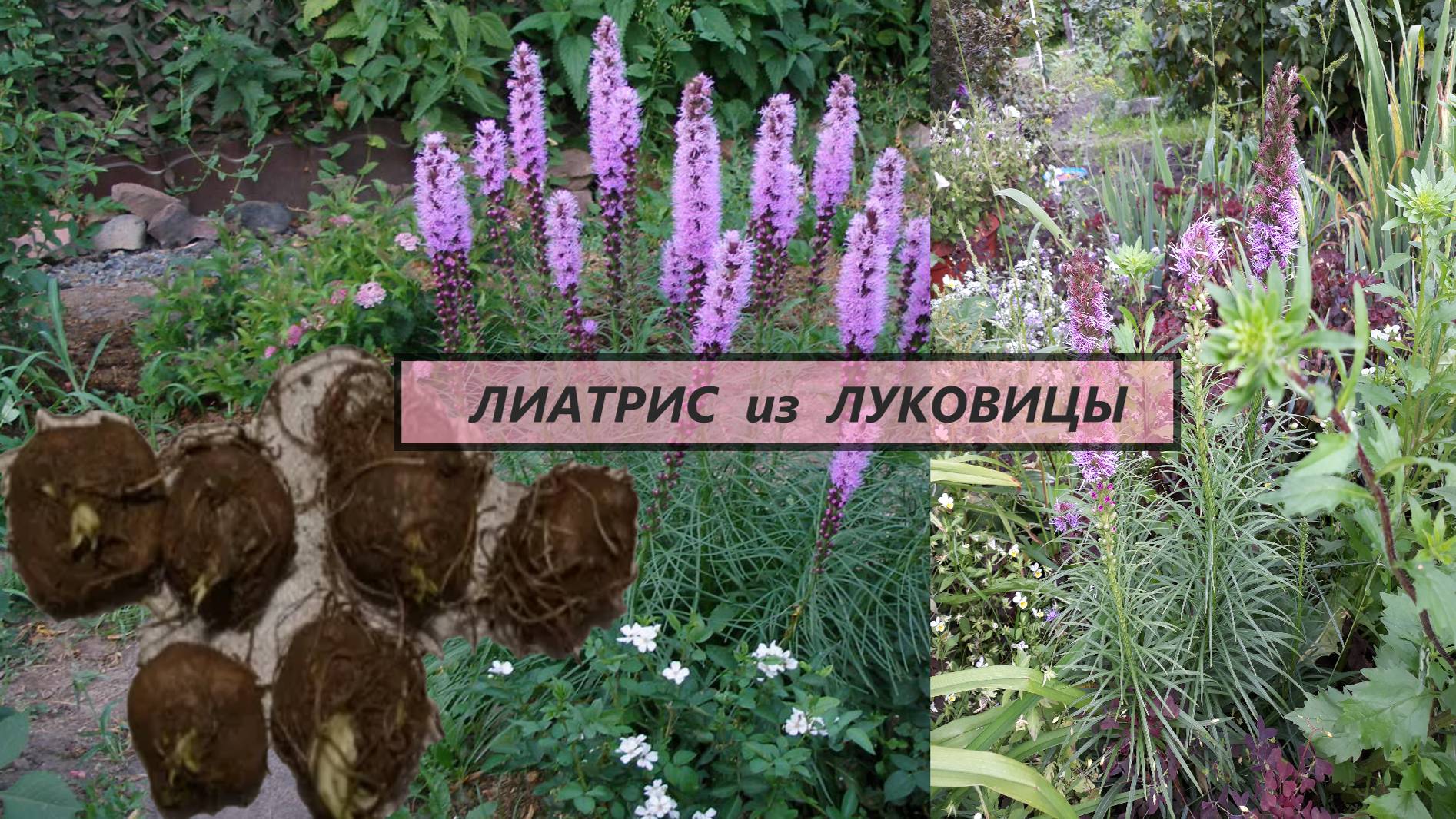 От луковиц лиатриса до многолетнего растения. #48