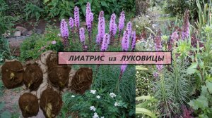 От луковиц лиатриса до многолетнего растения. #48
