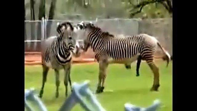 ANIMALS MATING Videos ✔ Zebra Mating, Donkey Mating Compilation 2015 ✔ Animals Videos Part12
