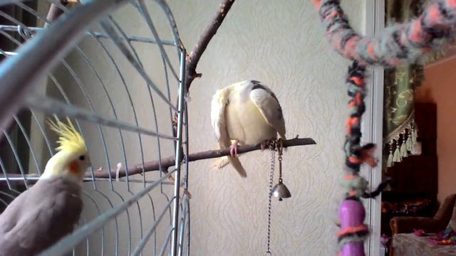 Корелла Жора наводит красоту смотреть онлайн