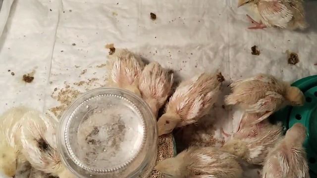 Недельные перепела Белый гигант ) смотреть онлайн