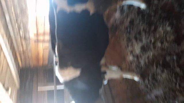 быки на откорм на привязи смотреть онлайн