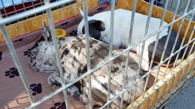 Dog market. Pedigree dogs. Animal market in Odessa Ukraine. Sunday Dog Market Prices смотреть онлайн