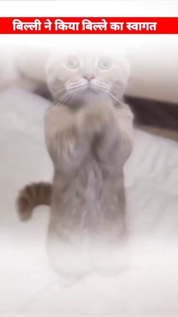 Funny Cat🤣😂Cat dance😆funny animal 🤩#virel #animals #cat #funny #comedt смотреть онлайн