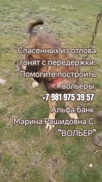 Спасенных из отлова гонят с передержки.Помогите построить вольеры. смотреть онлайн