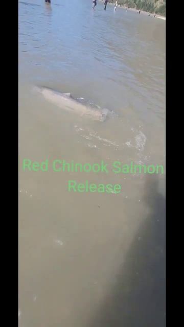 Sockeye Salmon fishing September 9 2022 смотреть онлайн