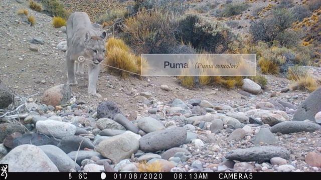 Fauna diversa registrada por cámaras trampa - Parque Patagonia, Santa Cruz Argentina смотреть онлайн
