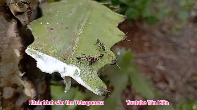 Hành trình săn tìm Tetraponera ANT - Thợ Kiến Tuấn Lũa Lạng Sơn смотреть онлайн