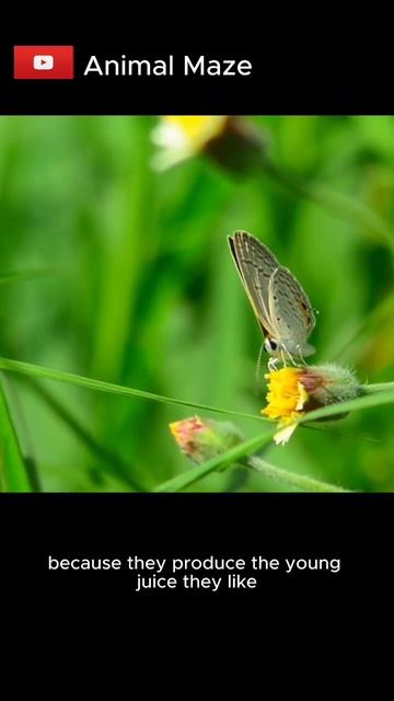 Unique Butterfly Facts смотреть онлайн