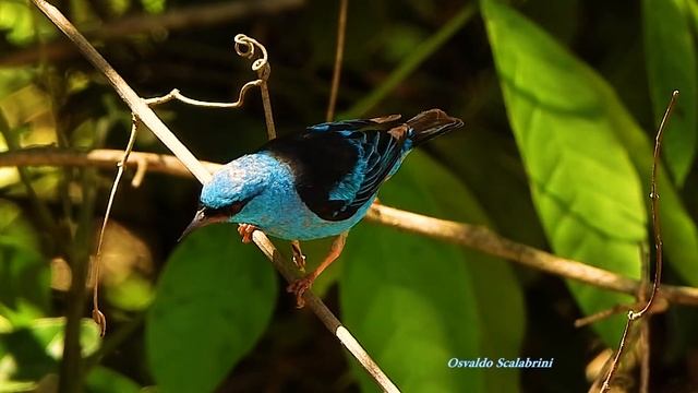 SAÍ-AZUL macho (DACNIS CAYANA), BLUE DACNIS, SAÍRA-DE-BICO-FINO, AZULEGO, SAÍ-BICUDO. смотреть онлайн