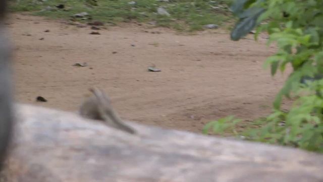 Шустрый Бурундук / Fastest Chipmunk смотреть онлайн